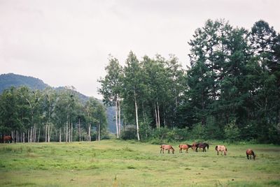 Cows grazing on field against sky