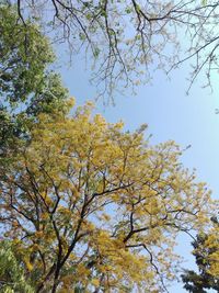 Low angle view of tree against sky