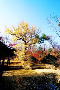 Trees against clear sky