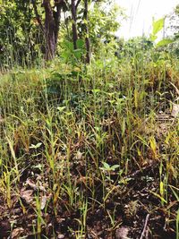 Plants growing outdoors