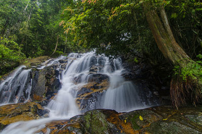 Scenic view of waterfall in forest