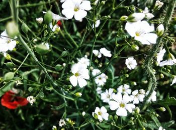 Close-up of white flowers blooming outdoors