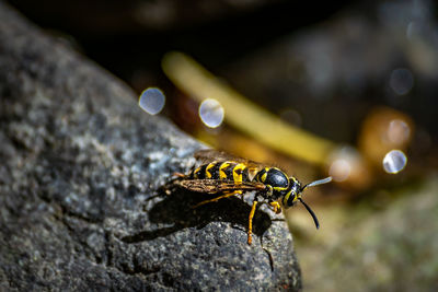 Close-up of insect on rock