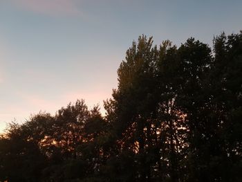 Low angle view of silhouette trees against sky during sunset