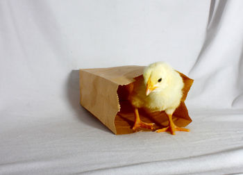 Yellow baby chicken in paper bag on white fabric