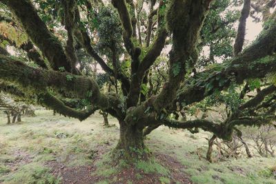 Trees in forest