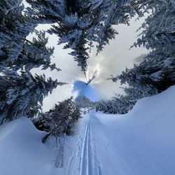 Snow covered plants by trees against sky