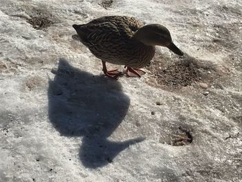 High angle view of bird on sand