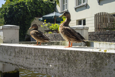 Birds perching on retaining wall against buildings