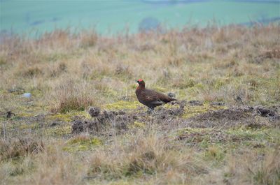 Bird perching on a field