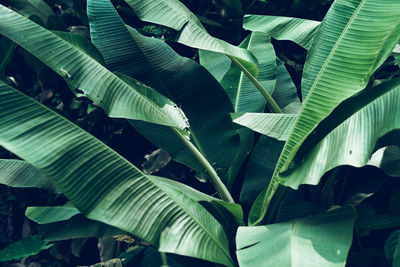 Full frame shot of palm leaves