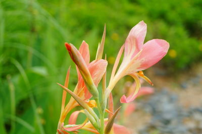 Close-up of pink flowering plant