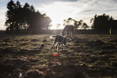 View of horse on field during sunset