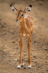 Common impala calf stands on stony track