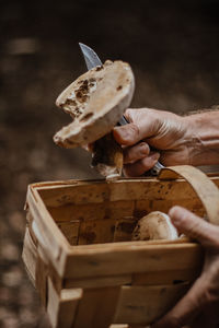 Cropped hand of man holding mushrooms