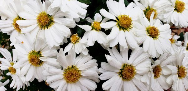 Close-up of white daisy flowers