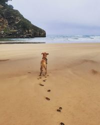 Dog on beach