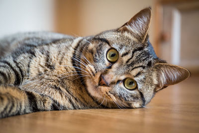 Close-up portrait of cat lying on table