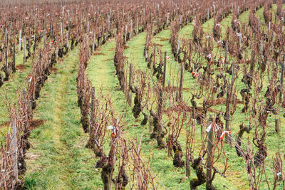 Panoramic view of vineyard. vineyards in winter