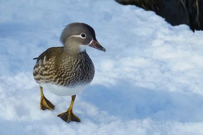 Close-up of bird perching on frozen ice