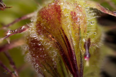 Close-up of flowering plant
