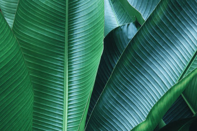 Decorative banana palm leaves natural pattern background