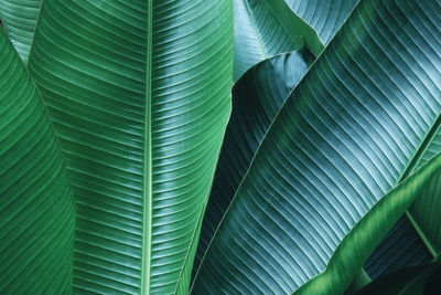 Full frame shot of palm leaves