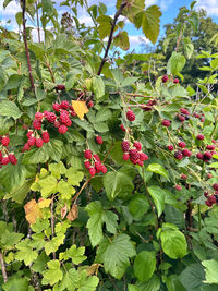 plant