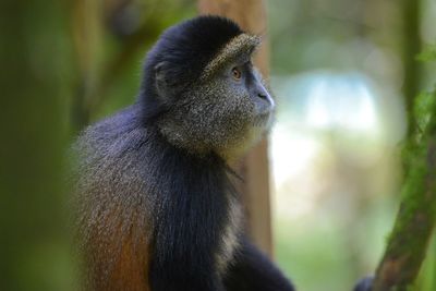 Close-up of a monkey