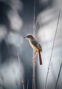 Brown prinia is a cute small bird