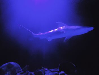 Close-up of fish underwater