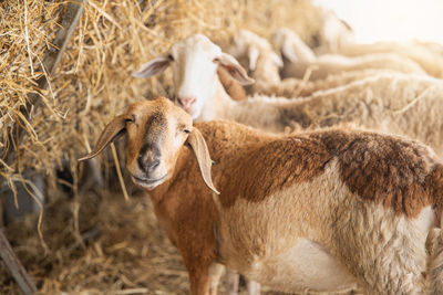 View of a sheep