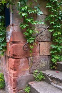 Ivy growing on wall of old building