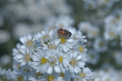 Close-up of bee on flower