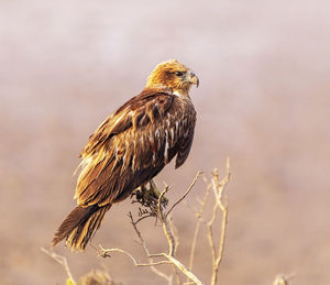 Close-up of bird perching on branch