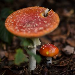 Close-up of fly agaric mushroom