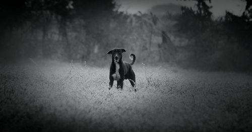 Dog on field