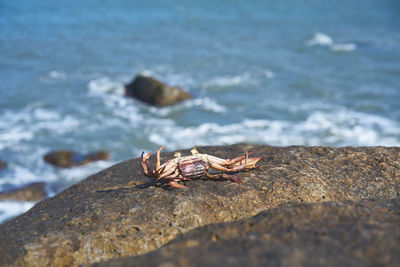 Close-up of crab on rock at beach