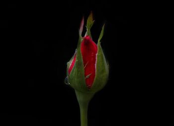 Close-up of rose bud against black background