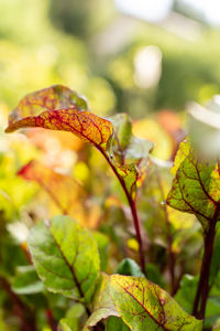 leaf
