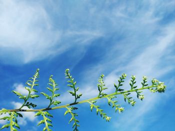 Low angle view of plant against blue sky