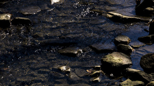 High angle view of stones in water