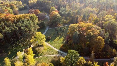 High angle view of trees in forest during autumn