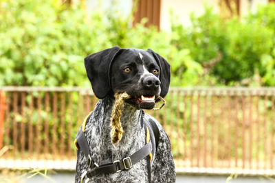 Portrait of dog looking at camera