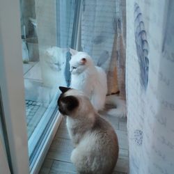 View of cat looking through window at home