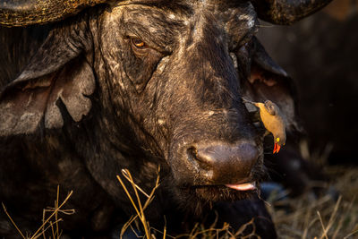 Close-up of cow