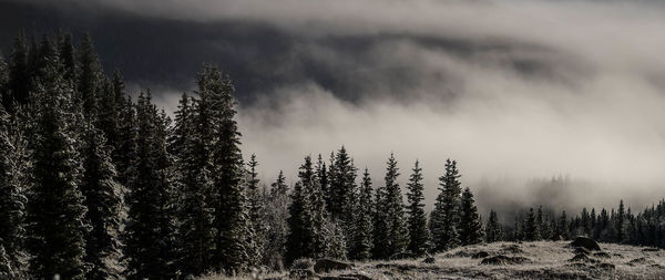 Trees in forest against sky during winter