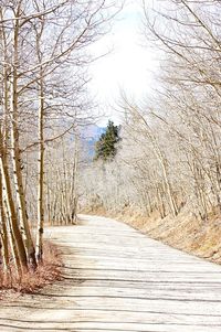 Close-up of boardwalk amidst trees against sky