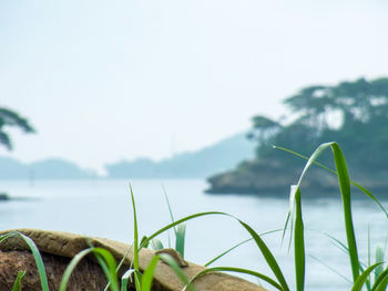 Close-up of plants against sea