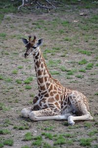 Giraffe in a field